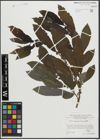 Foto von Salix appendiculata Vill.